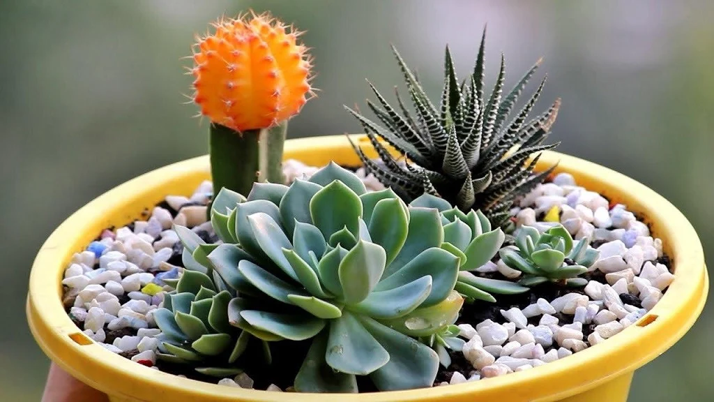 succulent plants